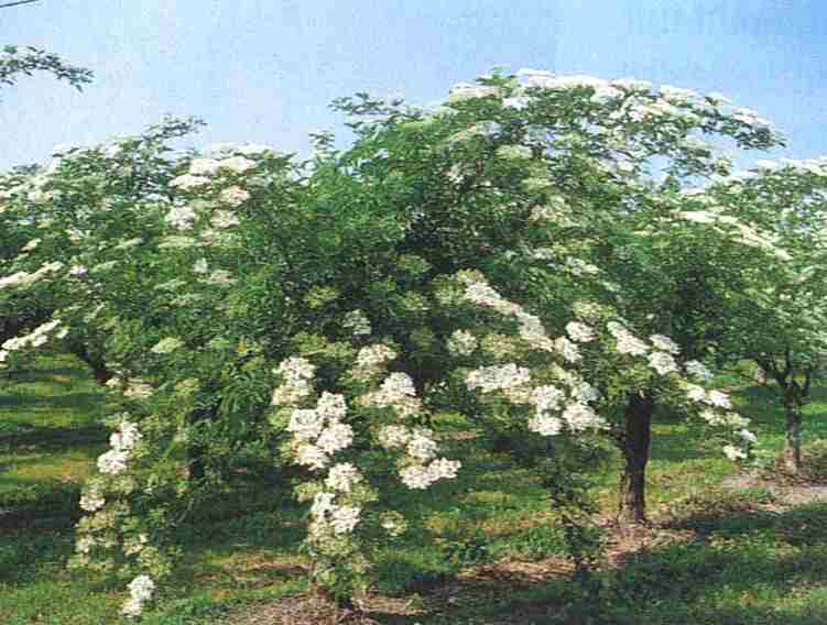 Schwarzer Holunder Heimatlexikon Kunst und Kultur im AustriaForum